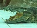 La faune de Koh Samui 1�re partie