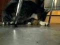 böse Katze