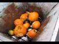 WATCH IT SHRED! \\ Pumpkins // (SSI Shredder)