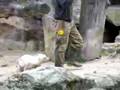 Baby Knut on the Move