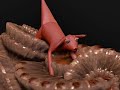 Zbrush