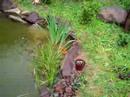 spawning goldfish 2, 30,000 gal pond
