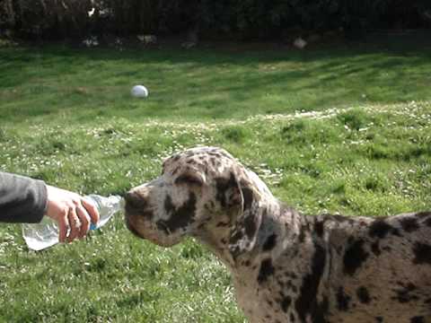 dogue allemand