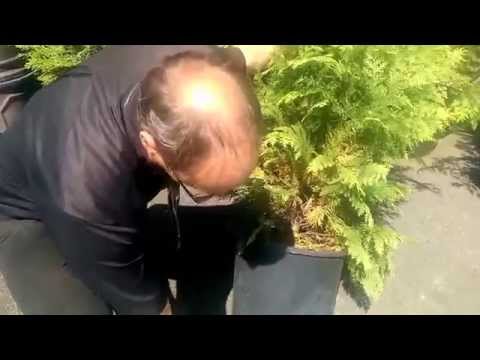 how to replant conifers