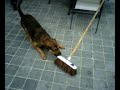 Hond is kwaad op bezem Hond is kwaad op bezem