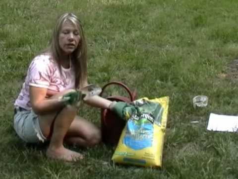 how to transplant queen anne's lace