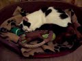 眠りネコ動画