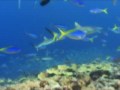 videos de The Nature Conservancy on FiftyP