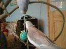Charlie the cockatiel trying to play with budgies ball