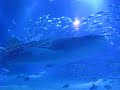 Whale Shark!