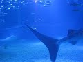 Whale Shark!