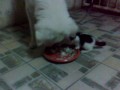 Whitly (dog) now... with friend Cham-cham (kitten) eating together