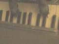 videos de Piano Playing Dog