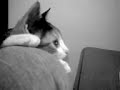Mi-gatita-lola