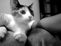 Mi-gatita-lola
