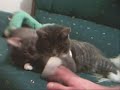 Devil Cat With fucking dog
