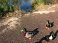 videos de Nutria / 10-28-08 movie # 1