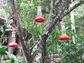 Humminbirds Humminbirds