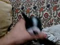 Boston terrier - Sophia Loren