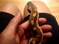 Blood Python Update 12/4/08