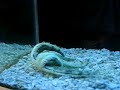 Sand Sifter Star Fish
