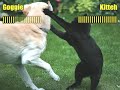 Very Funny Cats 69