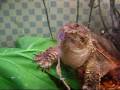Monster Pwns 2 Mice (3)