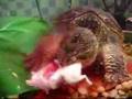 Monster Pwns 2 Mice (3)