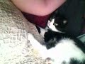 So, my cat is pregnant. . .