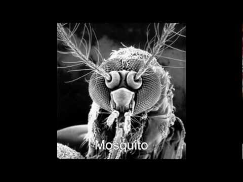 microscopic -