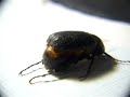 ???????? Black Scarab Beetle Taking-Off ???????? Black Scarab Beetle Taking-Off