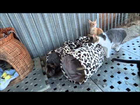 Katzen testen Katzentunnel