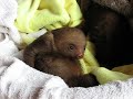baby sloths 1