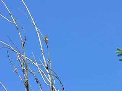 Idaho black headed Grosbeak