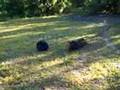 Hawg Hunting and Squirrel Carnage !