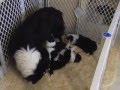 Part 2: Border Collie Milk Bar 