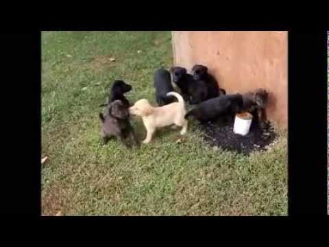 Labrador Mix Puppies For Sale