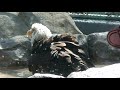 Leuc takes a bath