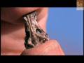 Mammals Vs. Dinos- Oldest Mammal Fossil