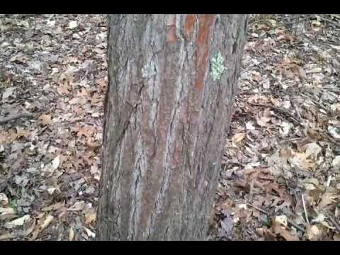 how to harvest ephedra