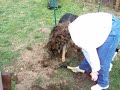our-german-shephard-gardening.html