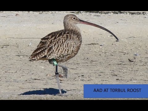 <p>The importance of satellite tracking in the conservation of the endangered Far Eastern Curlew</p>
 video thumbnail