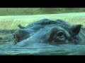 Hippos swim Hippos swim