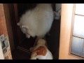 サモエドアルファ ぶち犬ジロー食われる(@_@;)
