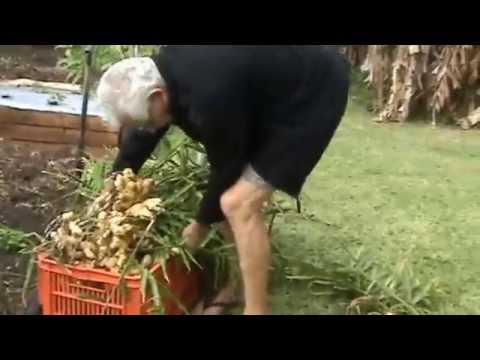 how to harvest ginger