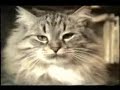 おもしろ猫動画