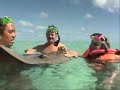 Stingrays