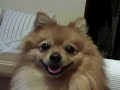 Figo, EL Ataque Del Perro Pomerania