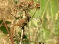 Wren (Troglodytes troglodytes)