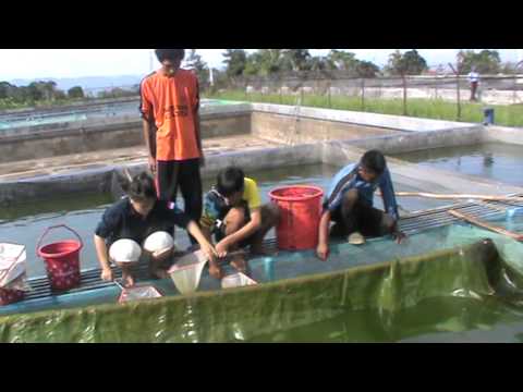 -oke.com/cara-budidaya-ikan-nila/Cara budidaya dan ternak ikan nila